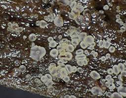 Attēlu rezultāti vaicājumam “Hyaloscypha hyalina”