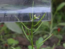 Attēlu rezultāti vaicājumam “Arabis hirsuta fruit”