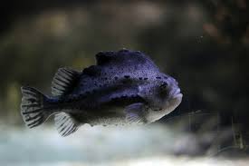 Image result for Cyclopterus lumpus