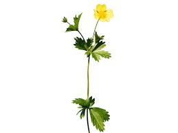 Image result for Potentilla erecta