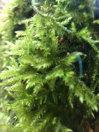 Attēlu rezultāti vaicājumam “Brachythecium salebrosum sporophyte”