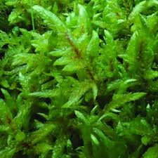 Attēlu rezultāti vaicājumam “Tortula truncata sporophyte”