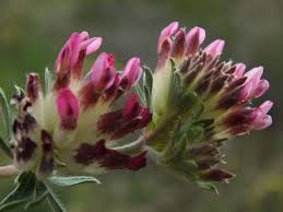 Image result for Anthyllis vulneraria
