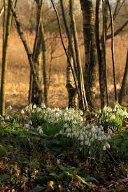 Attēlu rezultāti vaicājumam “Galanthus nivalis fruit”