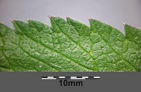 Attēlu rezultāti vaicājumam “Chaerophyllum aromaticum leaf”