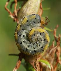 Attēlu rezultāti vaicājumam “Tenthredo scrophulariae larva”