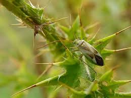 Attēlu rezultāti vaicājumam “Adelphocoris lineolatus imago”