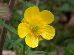 Attēlu rezultāti vaicājumam “Ranunculus auricomus”