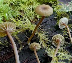 Attēlu rezultāti vaicājumam “Lichenomphalia umbellifera”