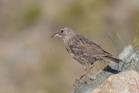 Image result for Prunella collaris