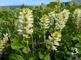 Attēlu rezultāti vaicājumam “Fothergilla major”
