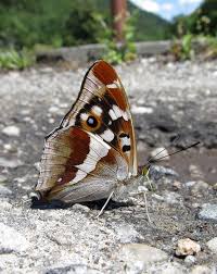 Attēlu rezultāti vaicājumam “Apatura iris male”