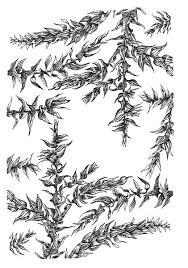 Attēlu rezultāti vaicājumam “Eurhynchium striatum”