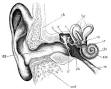 Hearing (sense) - Wikipedia, the free encyclopedia