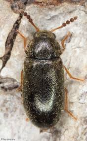 Attēlu rezultāti vaicājumam “Tetratoma fungorum”