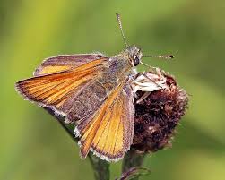 Attēlu rezultāti vaicājumam “Thymelicus sylvestris underside”