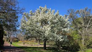 Attēlu rezultāti vaicājumam “Pyrus”