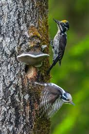 Attēlu rezultāti vaicājumam “Picoides tridactylus”