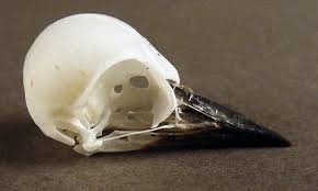 Attēlu rezultāti vaicājumam “Dendrocopos minor”