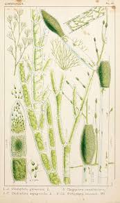 Attēlu rezultāti vaicājumam “Cladophora glomerata”