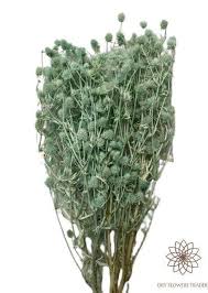 Attēlu rezultāti vaicājumam “Eryngium planum fruit”