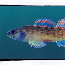 Image result for Alosa alabamae