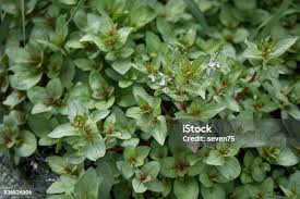 Attēlu rezultāti vaicājumam “Veronica beccabunga bud”