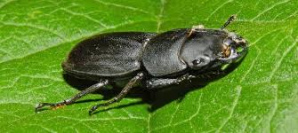 Attēlu rezultāti vaicājumam “Lucanidae”