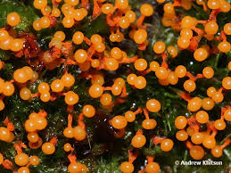 Attēlu rezultāti vaicājumam “Physarum psittacinum”