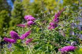 Image result for Buddleja davidii