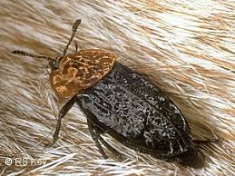 Attēlu rezultāti vaicājumam “Oiceoptoma thoracicum”