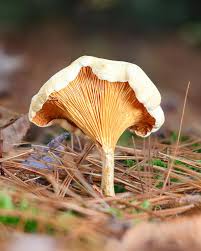 Attēlu rezultāti vaicājumam “Hygrophoropsis aurantiaca”