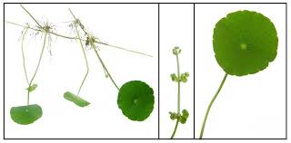 Attēlu rezultāti vaicājumam “Hydrocotyle vulgaris fruit”