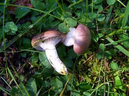 Attēlu rezultāti vaicājumam “Gomphidius roseus”