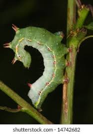 Attēlu rezultāti vaicājumam “Ptilodon capucina larva”