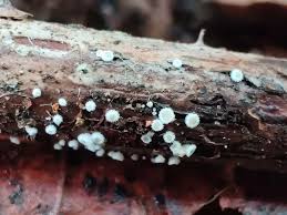 Attēlu rezultāti vaicājumam “Lachnum corticale”