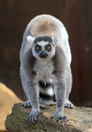 lemur ile ilgili görsel sonucu