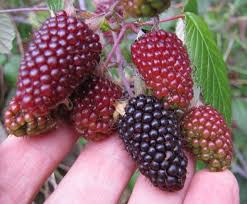 Attēlu rezultāti vaicājumam “Rubus nessensis fruit”