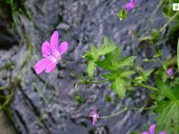 Attēlu rezultāti vaicājumam “Geranium palustre”