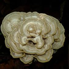 Attēlu rezultāti vaicājumam “Climacodon septentrionalis”