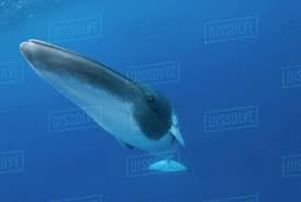 Image result for Balaenoptera acutorostrata