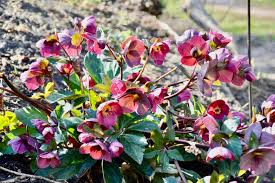 Image result for Nieswurz