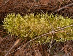 Attēlu rezultāti vaicājumam “Hypnum cupressiforme sporophyte”