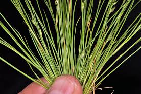 Attēlu rezultāti vaicājumam “Juncus bufonius bud”