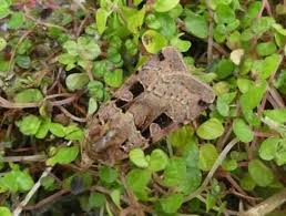 Attēlu rezultāti vaicājumam “Xestia triangulum”