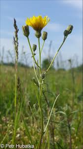 Attēlu rezultāti vaicājumam “Crepis tectorum flower”