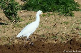 Attēlu rezultāti vaicājumam “Bubulcus ibis”