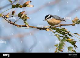 Image result for Sitta canadensis