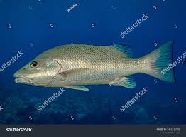 Image result for Lutjanus griseus