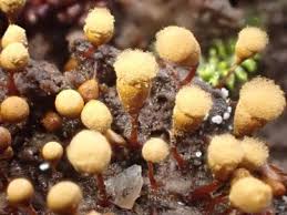 Attēlu rezultāti vaicājumam “Hemitrichia calyculata”